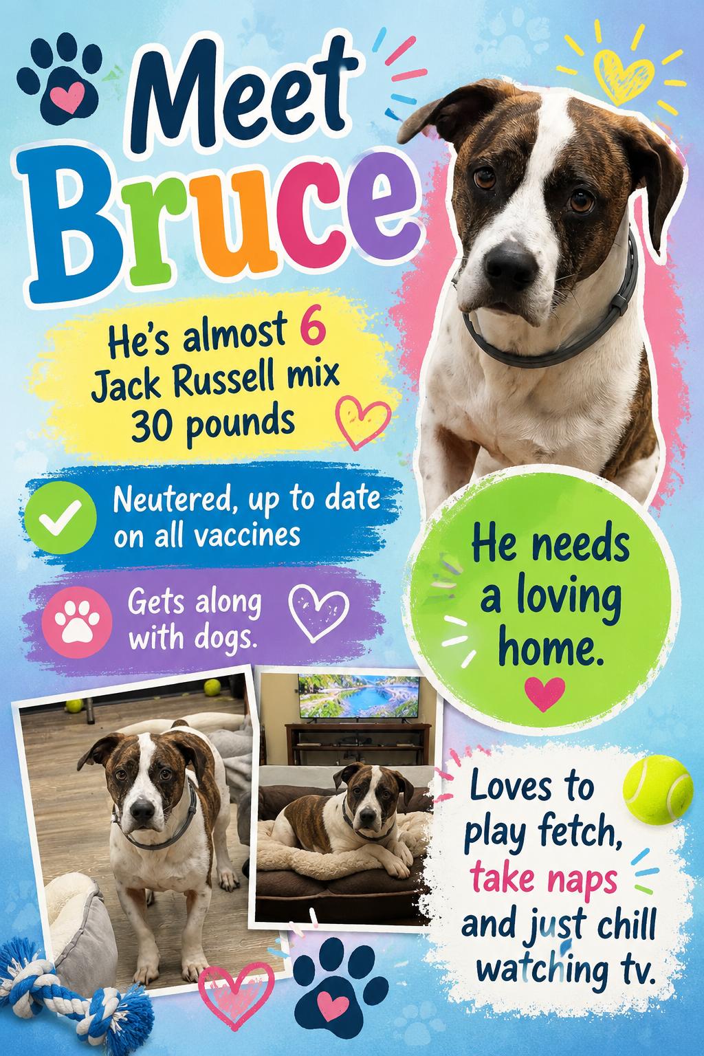 Bruce, ADOPTABLE, Adult Male Jack Russell Terrier.