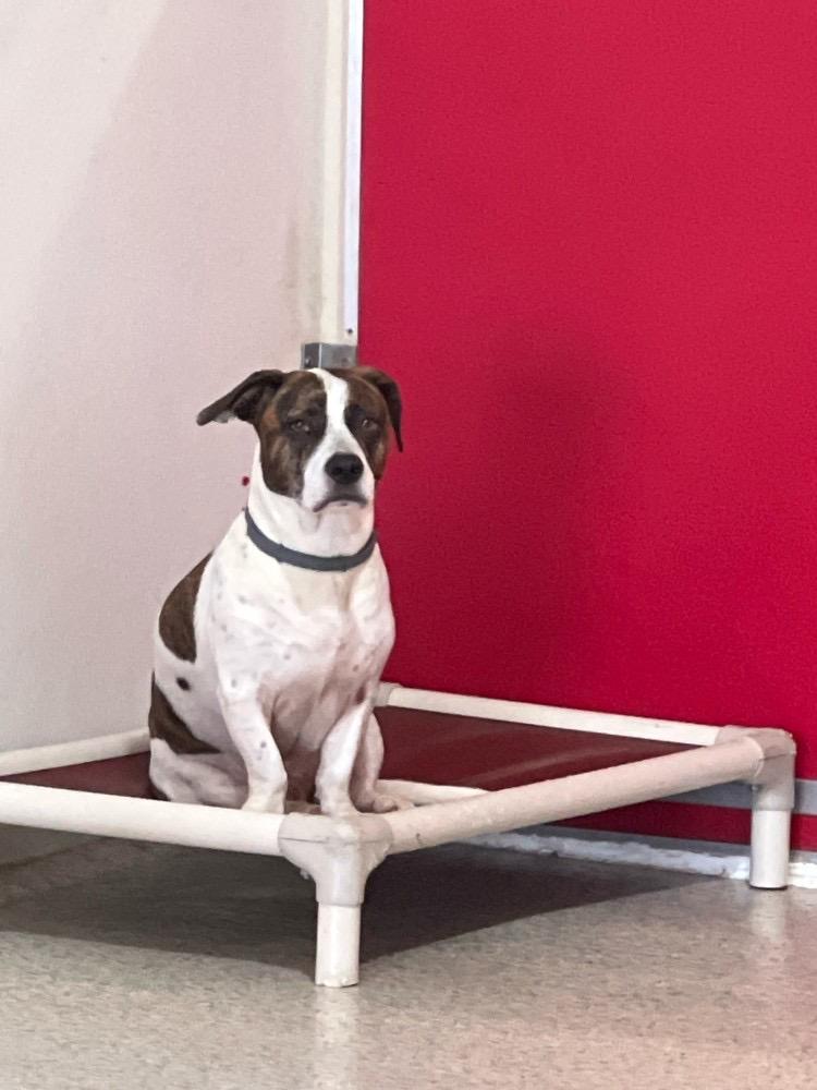Bruce jack russell / corgi, Adoptable, Adult Male Jack Russell Terrier & Corgi.