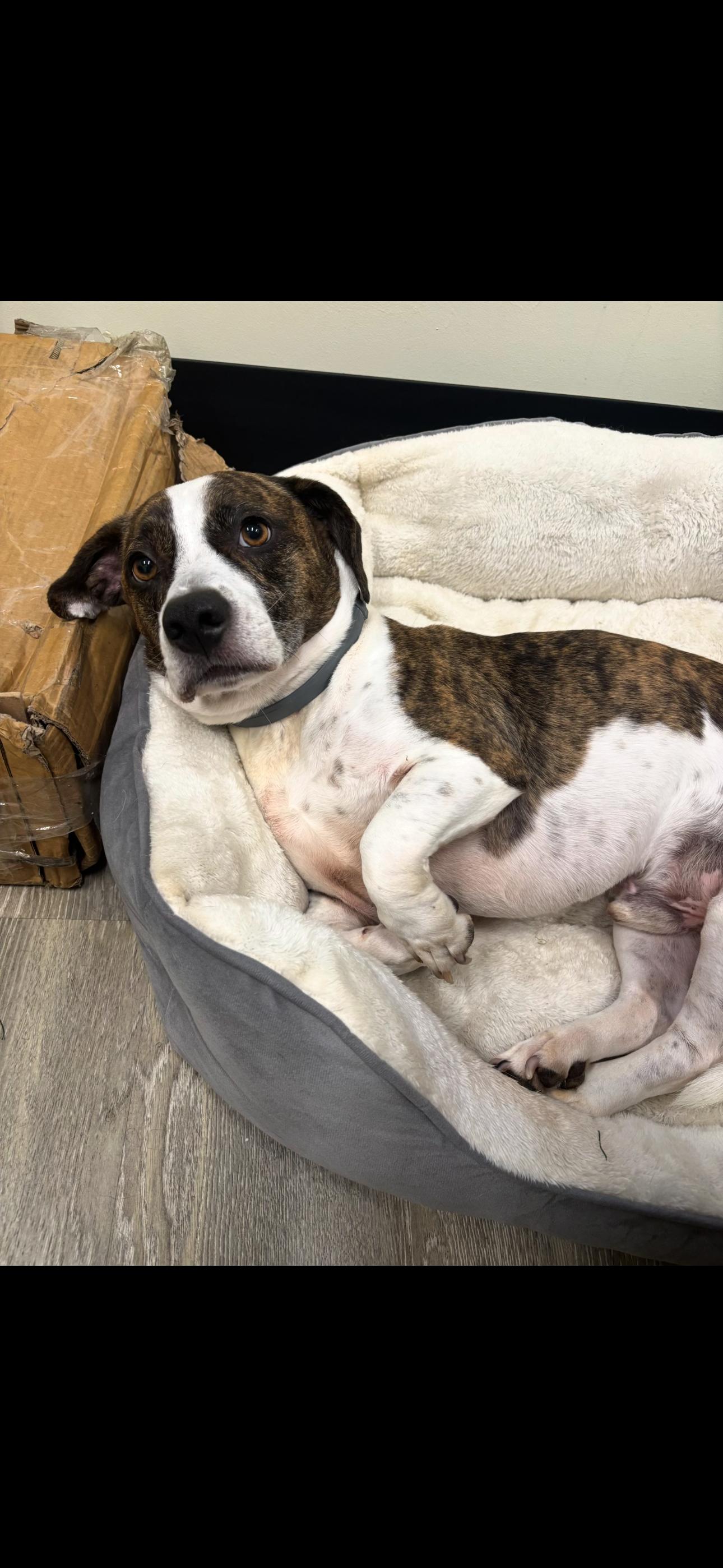 Enlarge Bruce jack russell / corgi, a Adoptable mixed breed in Metairie, LA image 3/6