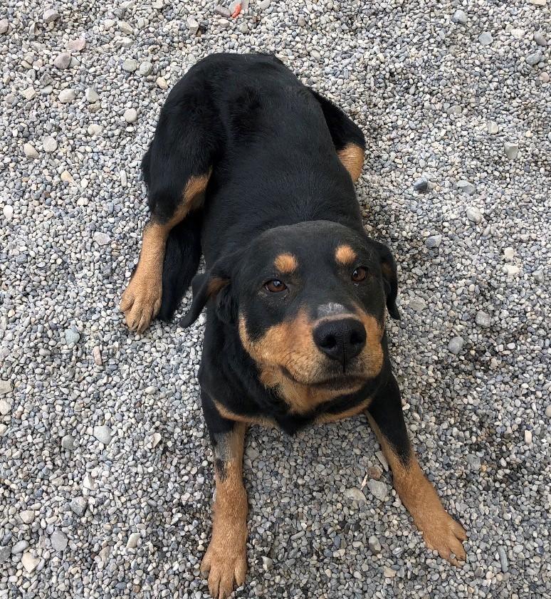LADY, adopted, Young Female Rottweiler.