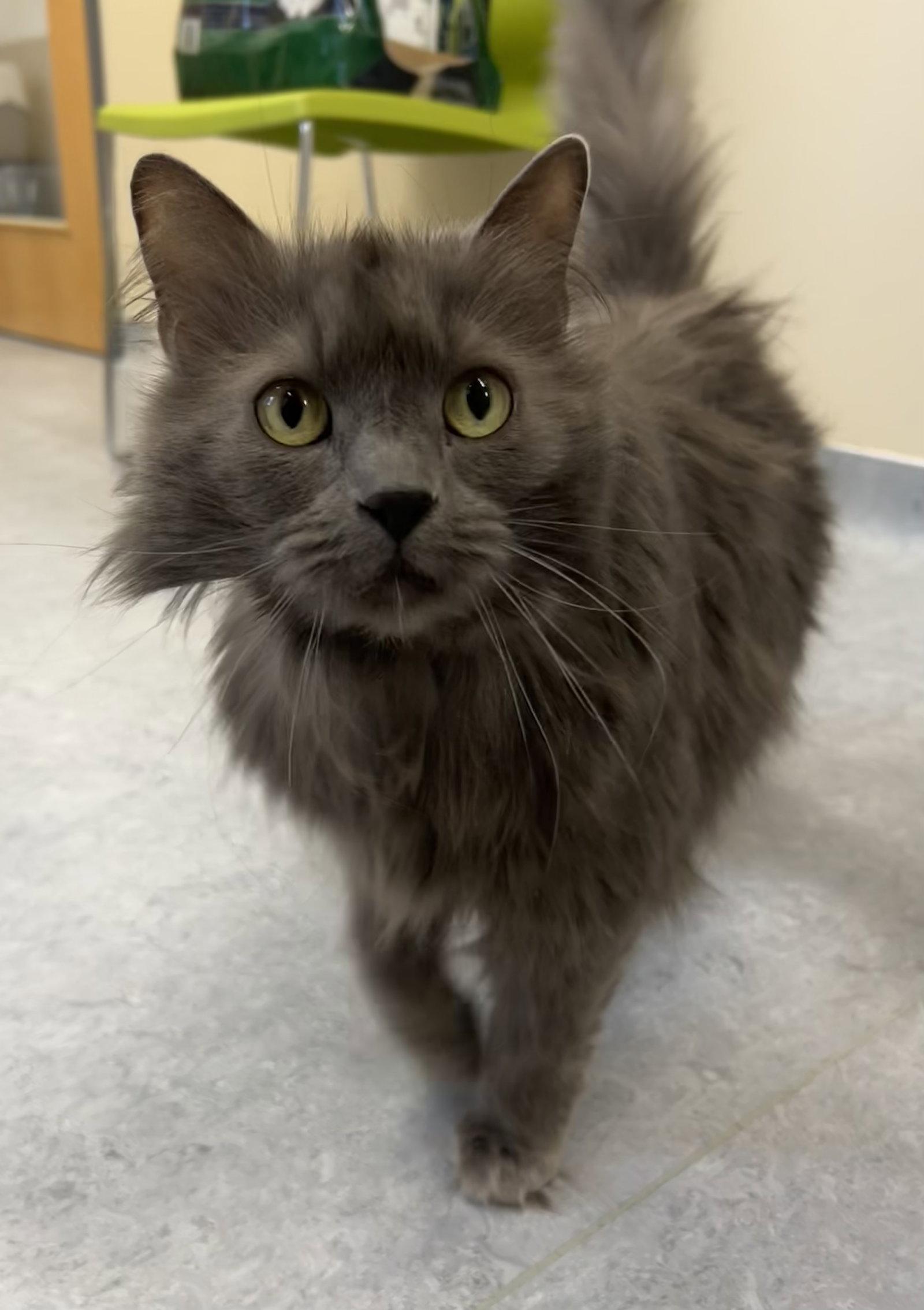 Enlarge Coco, a Adoptable Domestic Medium Hair in Arlington, VT image 1/3