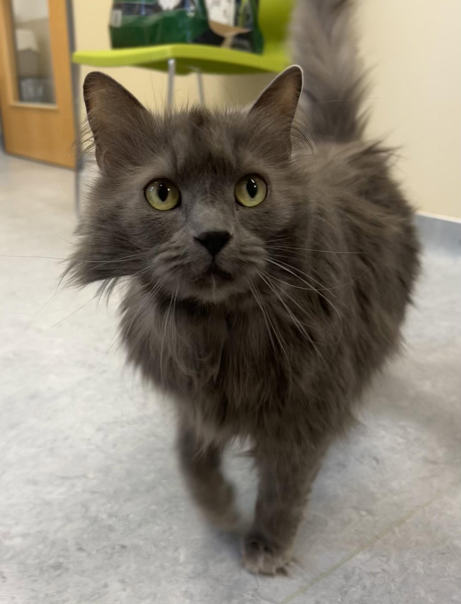 Enlarge Coco, a Adoptable Domestic Medium Hair in Arlington, VT image 2/3