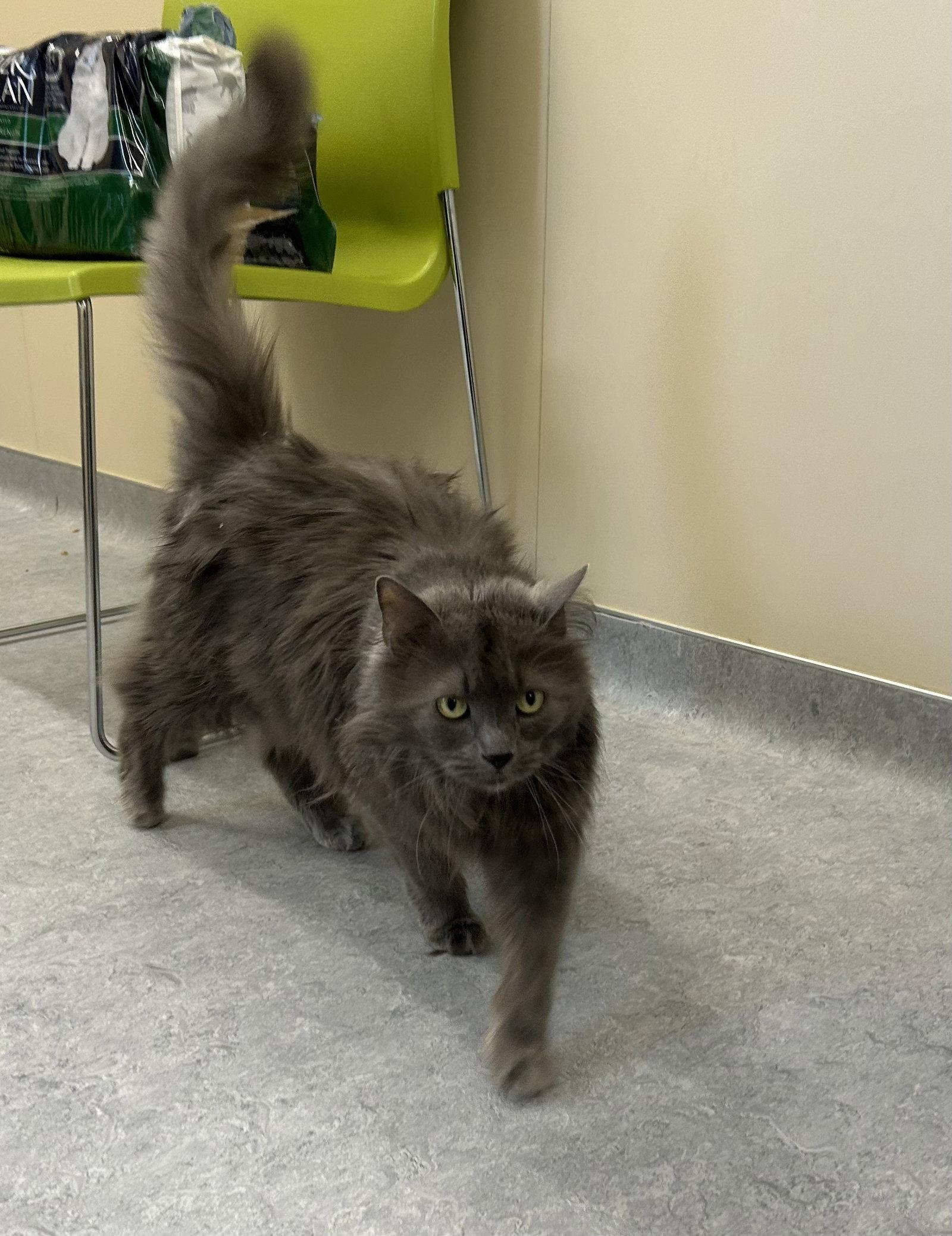 Enlarge Coco, a Adoptable Domestic Medium Hair in Arlington, VT image 3/3