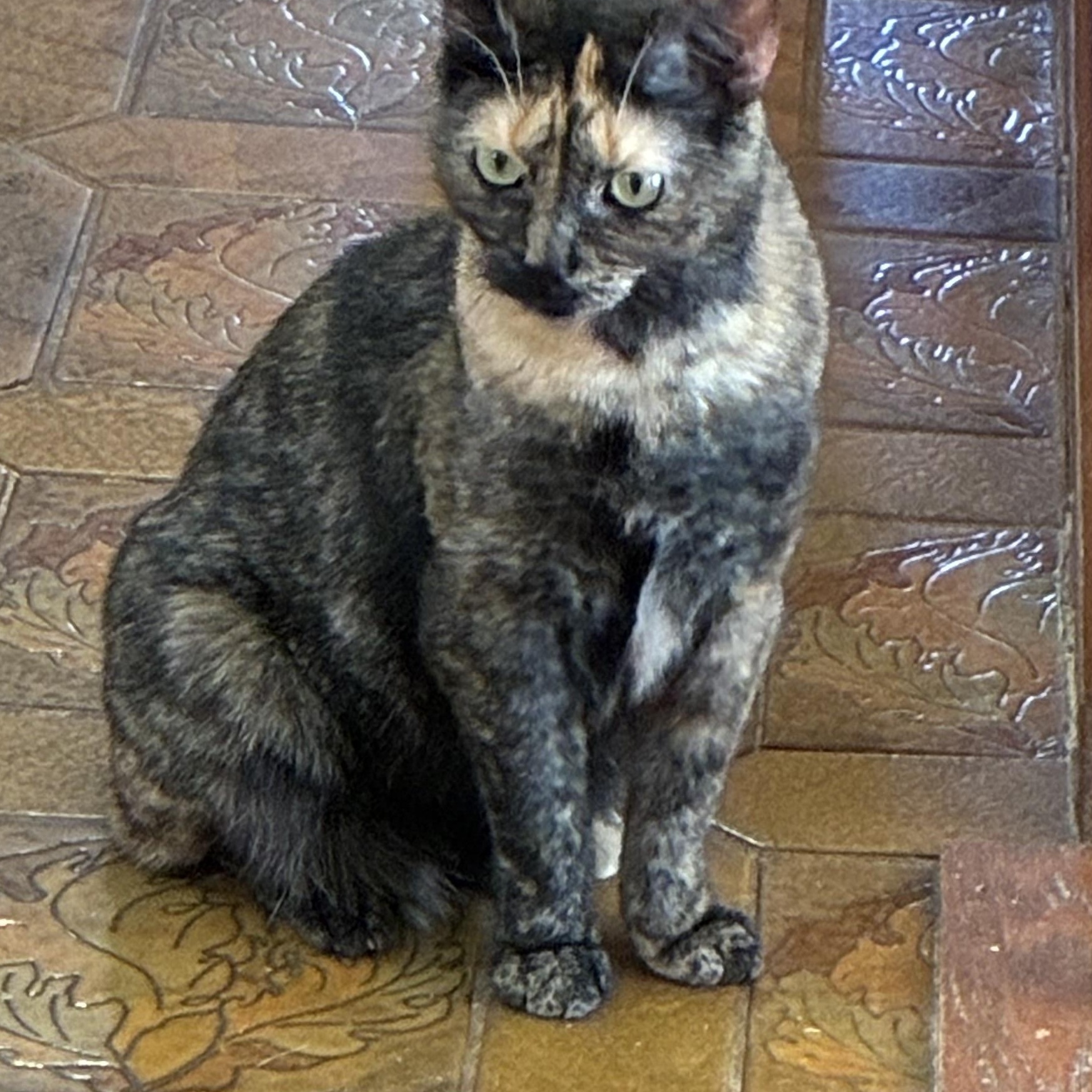 Enlarge TURTLE DOVE, a Adoptable Domestic Short Hair in Spotswood, NJ image 3/6