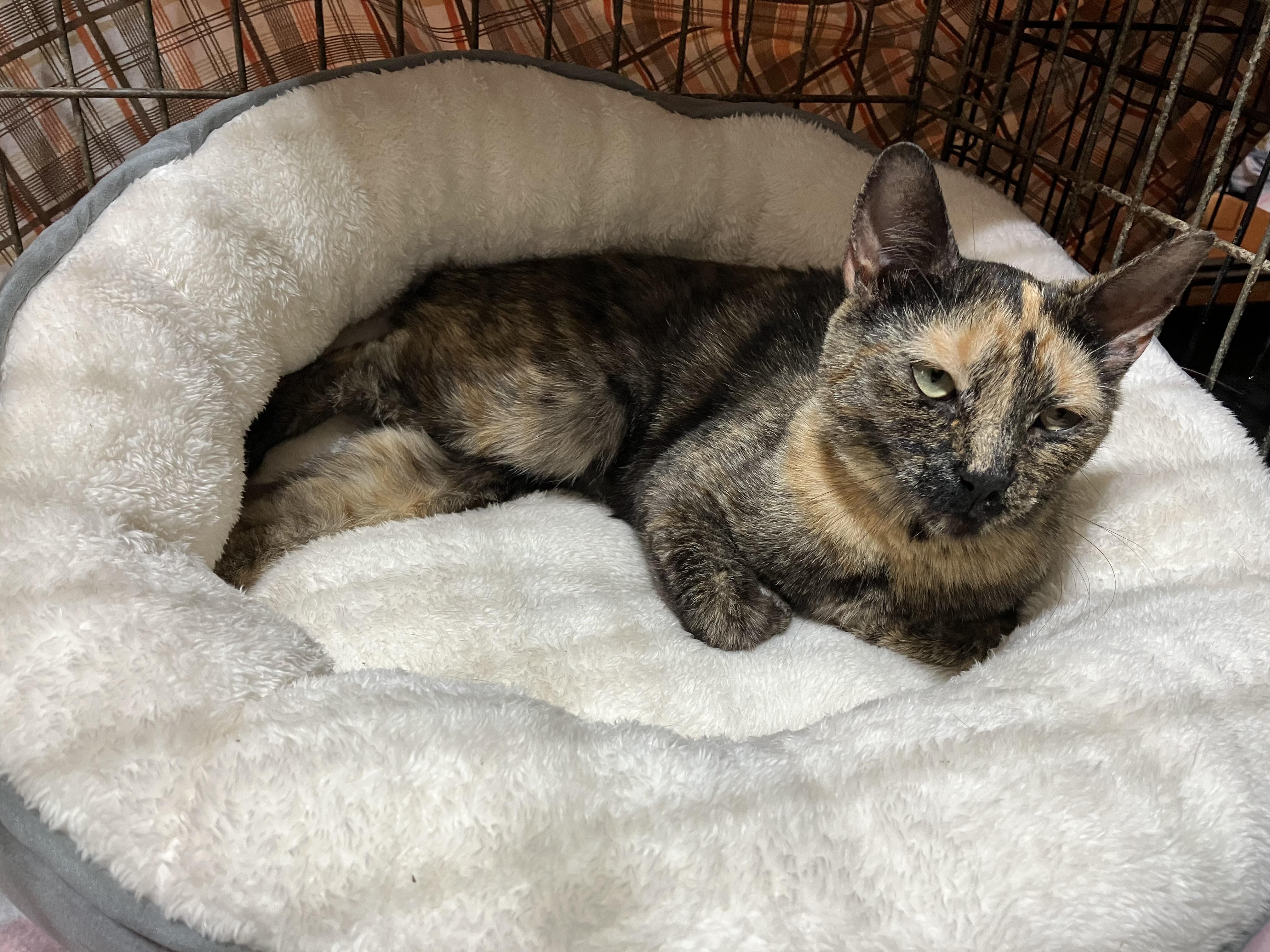 Enlarge TURTLE DOVE, a Adoptable Domestic Short Hair in Spotswood, NJ image 2/6