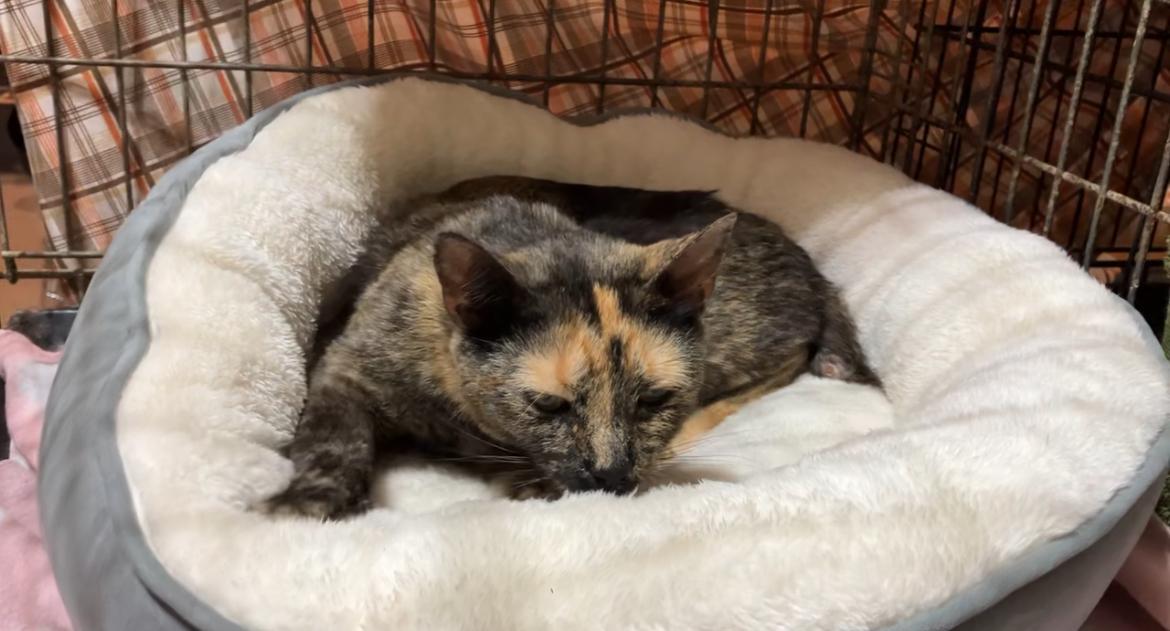 Enlarge TURTLE DOVE, a Adoptable Domestic Short Hair in Spotswood, NJ image 3/6