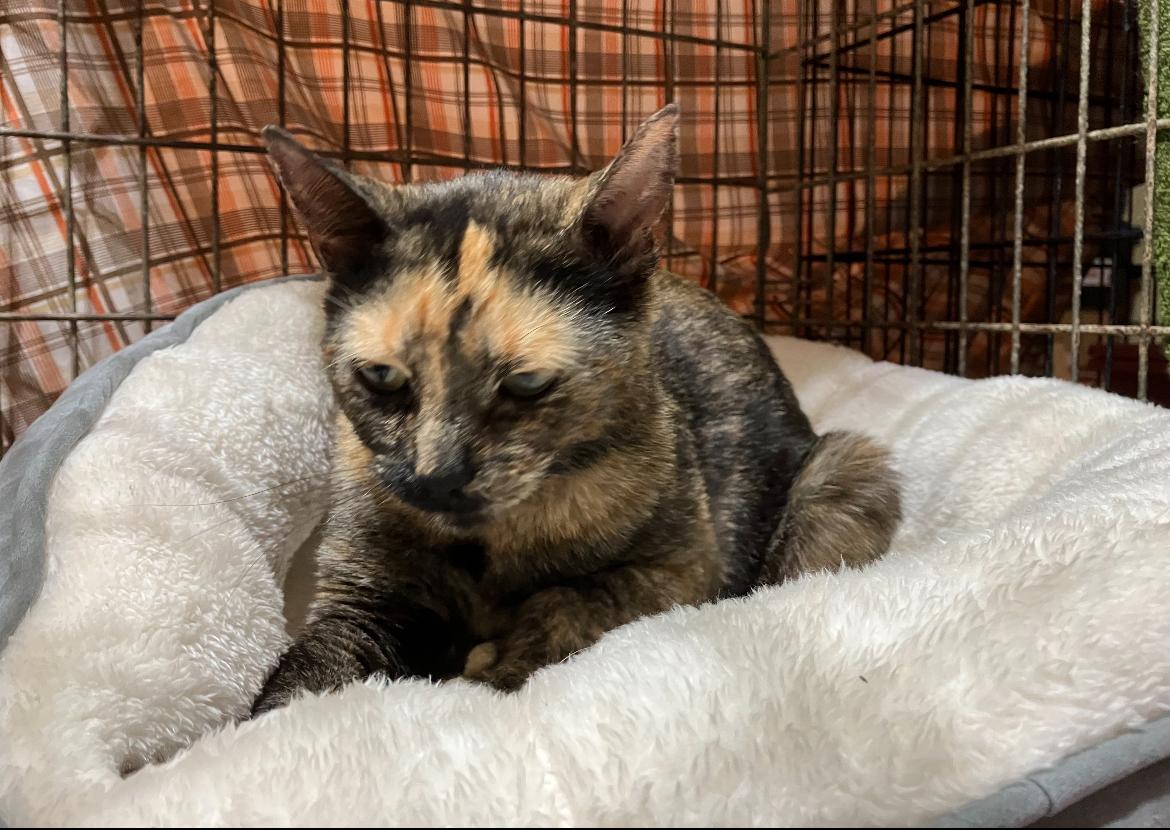 Enlarge TURTLE DOVE, a Adoptable Domestic Short Hair in Spotswood, NJ image 6/6