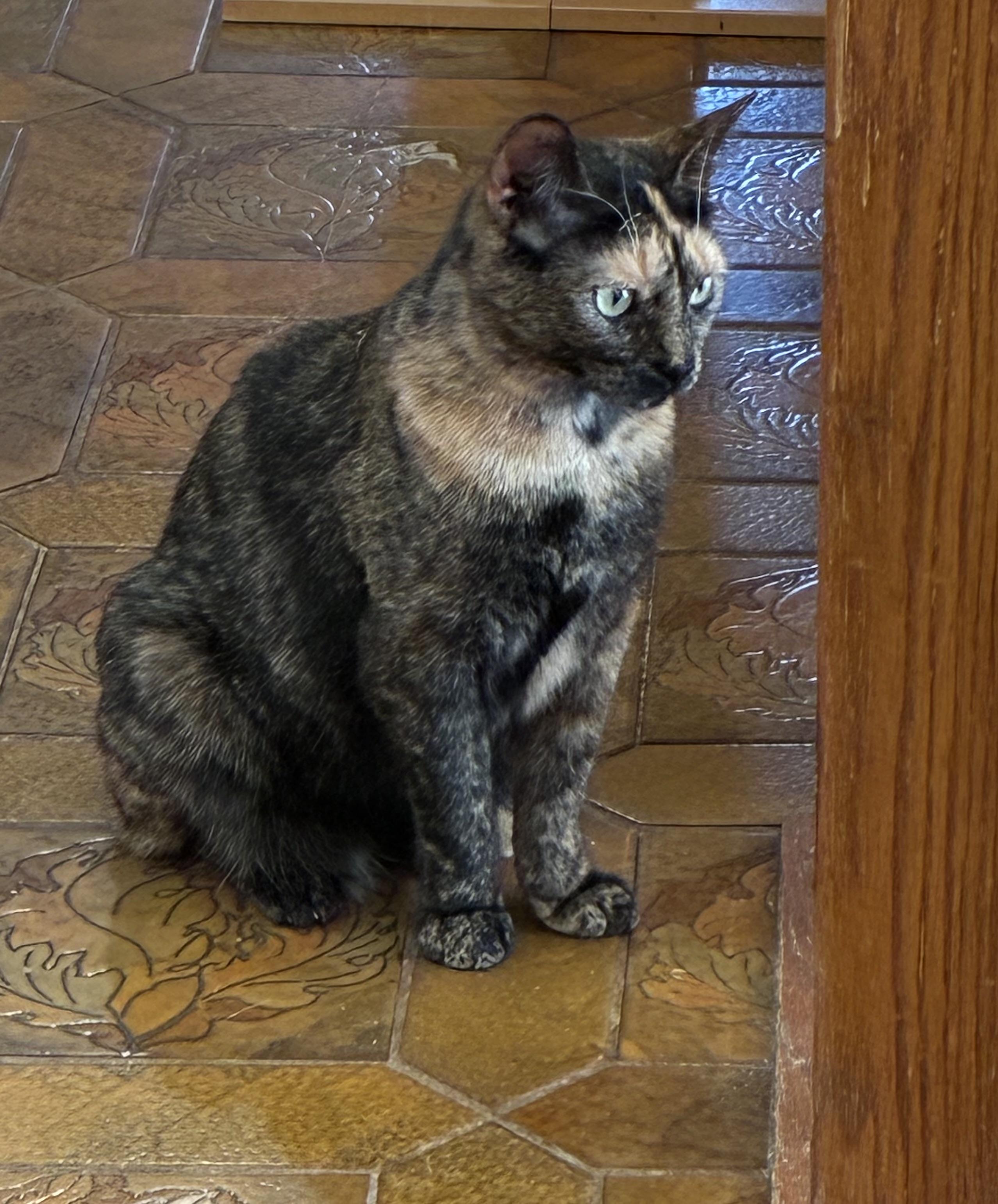 Enlarge TURTLE DOVE, a Adoptable Domestic Short Hair in Spotswood, NJ image 2/6
