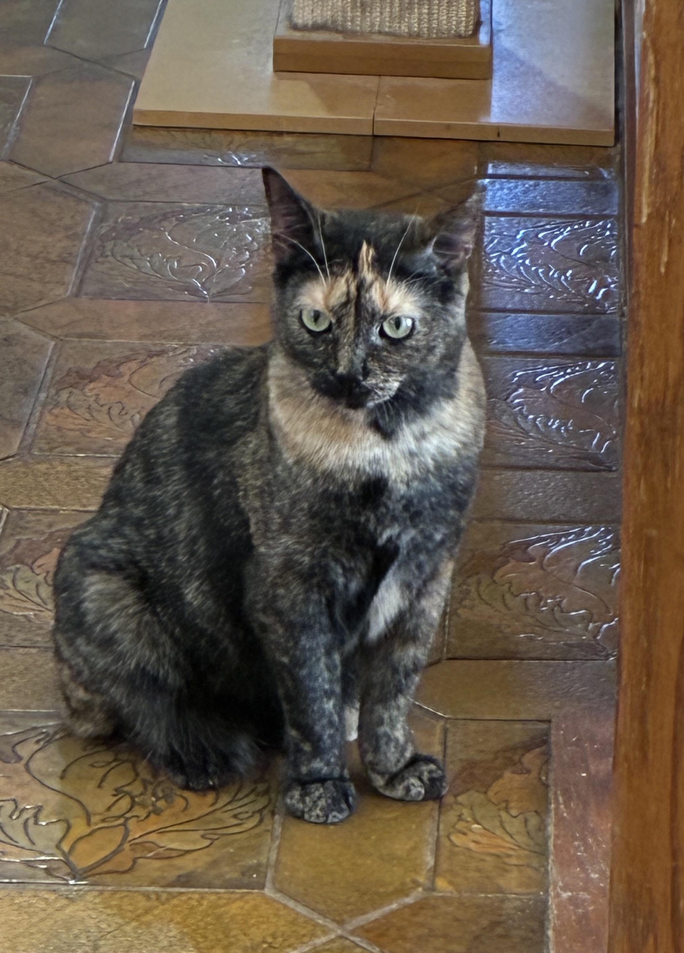 Enlarge TURTLE DOVE, a Adoptable Domestic Short Hair in Spotswood, NJ image 1/6