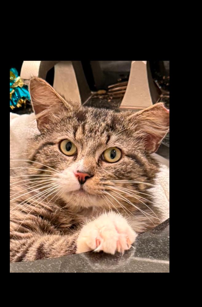Maxi, Adoptable, Adult Male Domestic Short Hair.