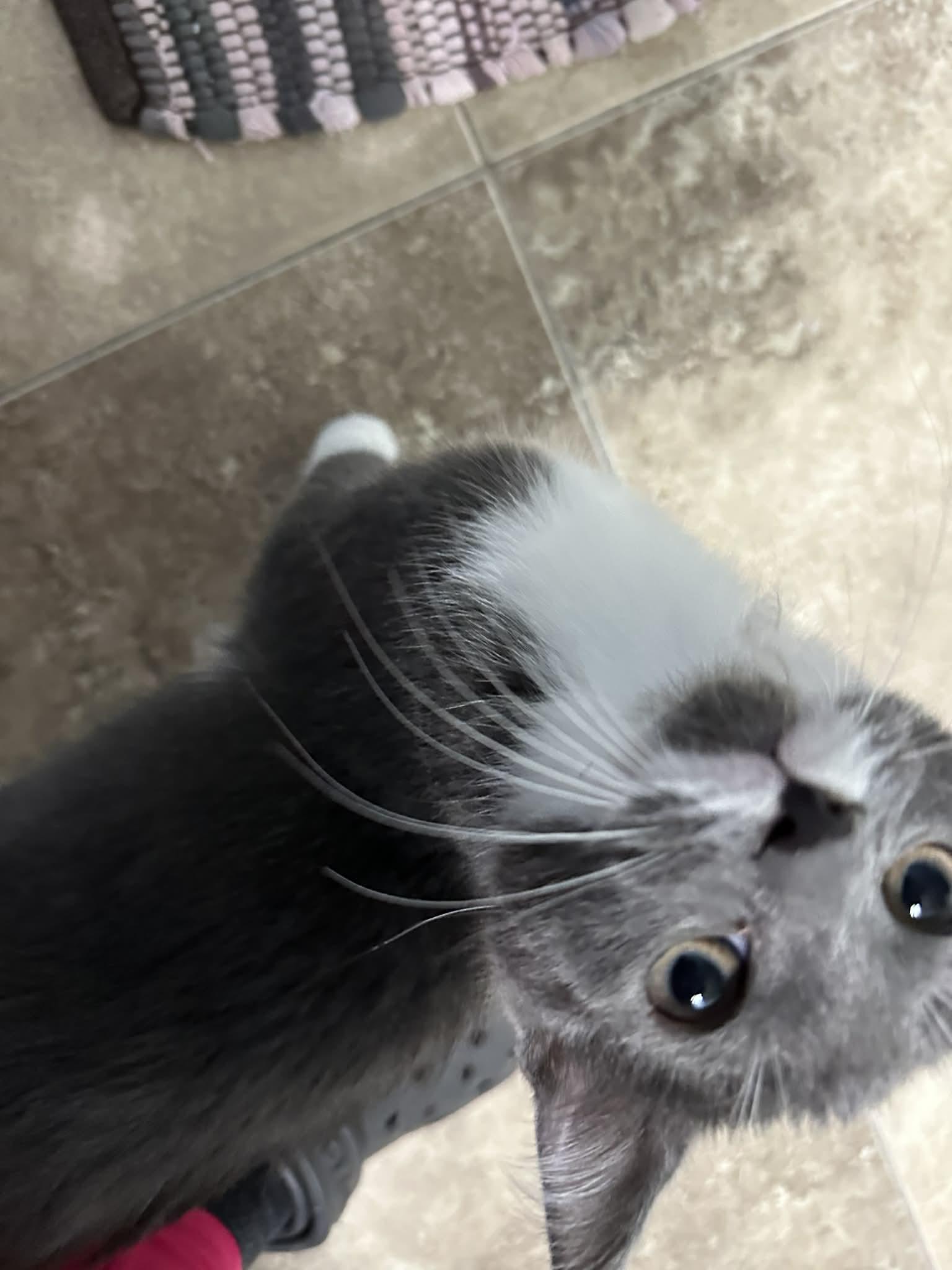 Enlarge Shanks, a Adopted Domestic Short Hair in Merrillville, IN image 1/4