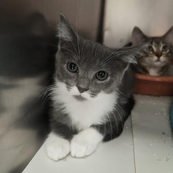 Enlarge Shanks, a Adopted Domestic Short Hair in Merrillville, IN image 2/4