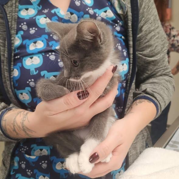 Enlarge Shanks, a Adopted Domestic Short Hair in Merrillville, IN image 3/4