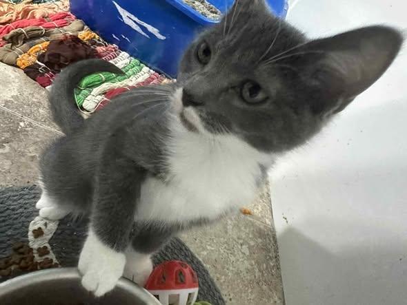 Enlarge Shanks, a Adopted Domestic Short Hair in Merrillville, IN image 4/4