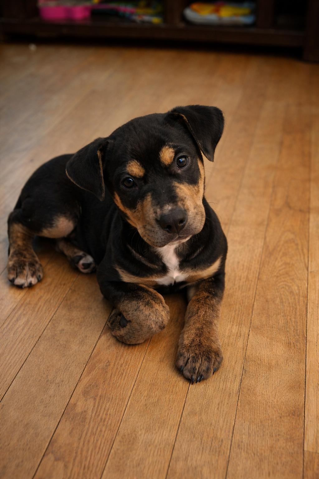 Enlarge Paxton, an adopted Mixed Breed in Kenosha, WI image 2/3