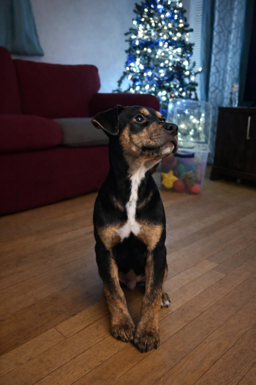 Enlarge Paxton, an adopted Mixed Breed in Kenosha, WI image 3/3