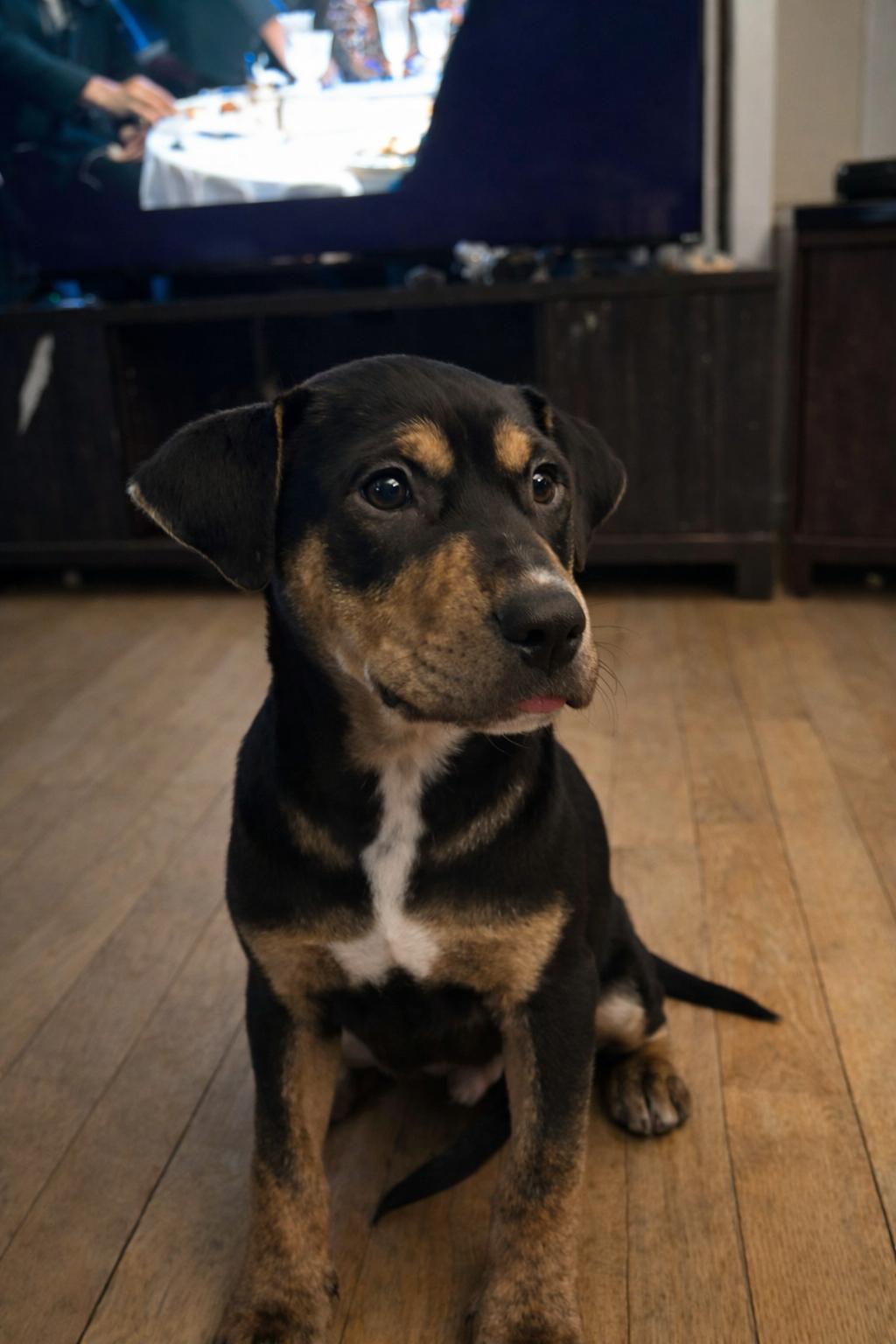 Enlarge Paxton, an adopted Mixed Breed in Kenosha, WI image 1/3
