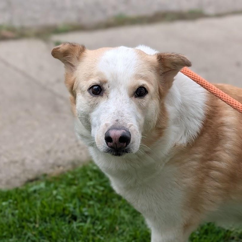 Enlarge Honey, a ADOPTABLE mixed breed in Alma, MI image 3/5