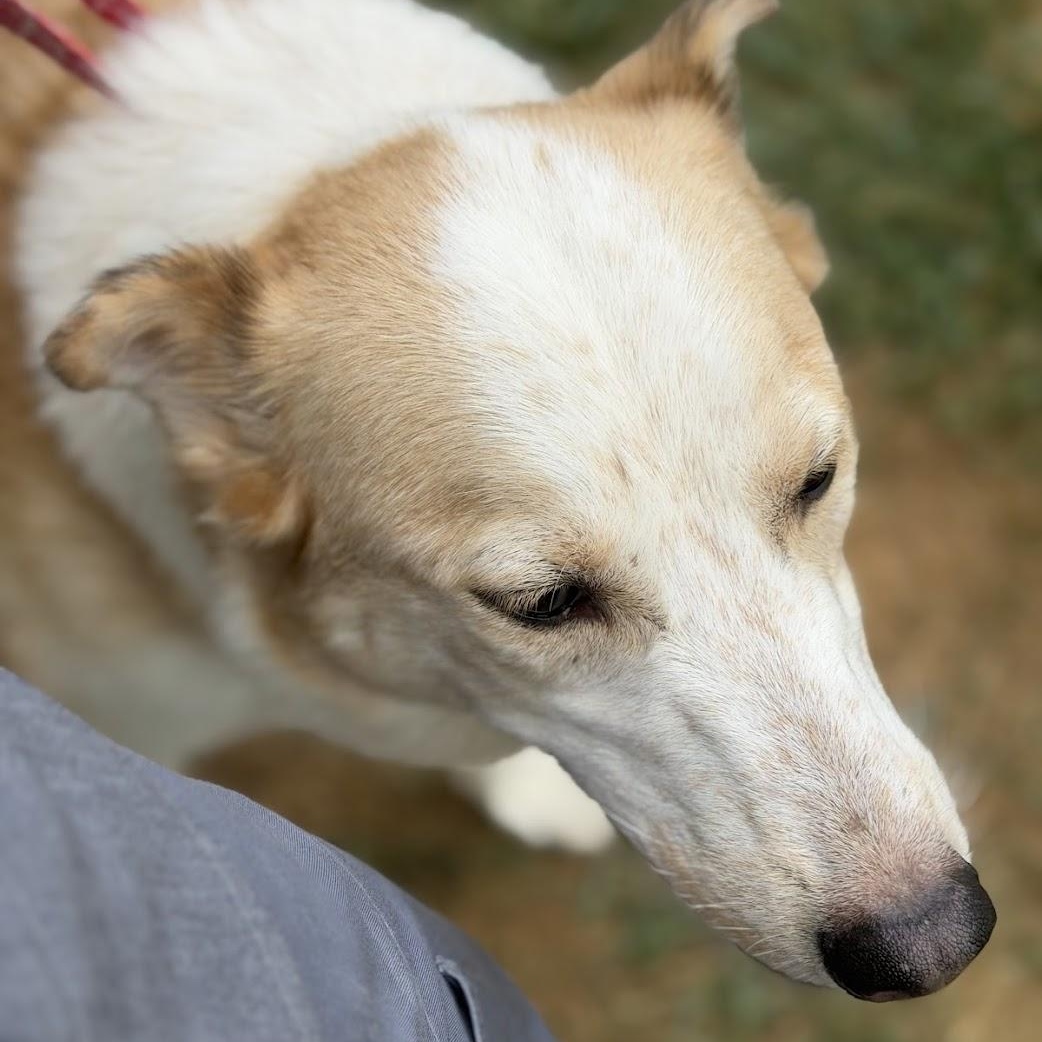 Enlarge Honey, a ADOPTABLE mixed breed in Alma, MI image 5/5
