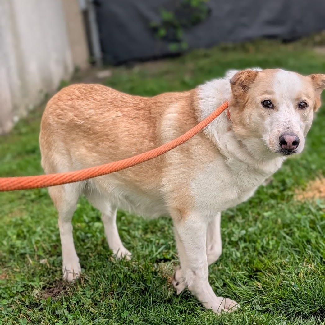 Enlarge Honey, a ADOPTABLE mixed breed in Alma, MI image 2/5