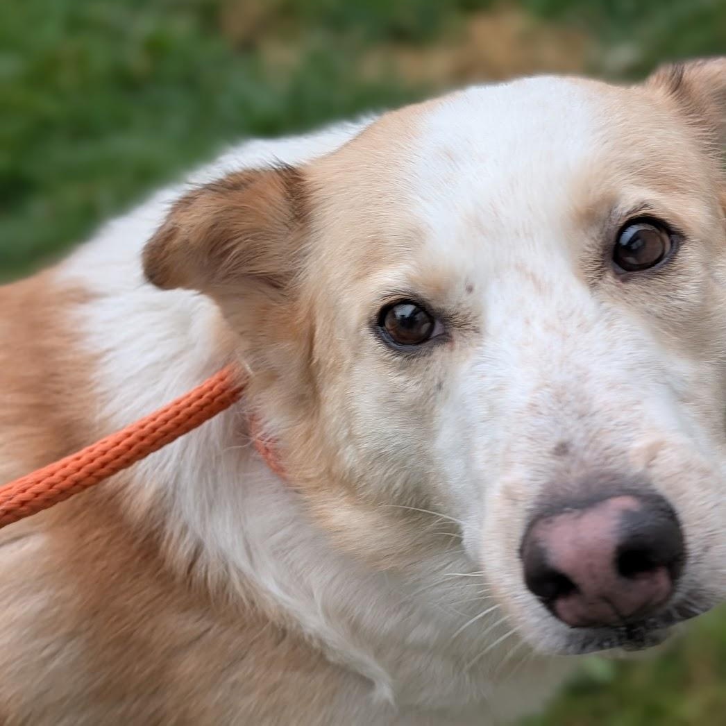 Honey, ADOPTABLE, Adult Female Husky.