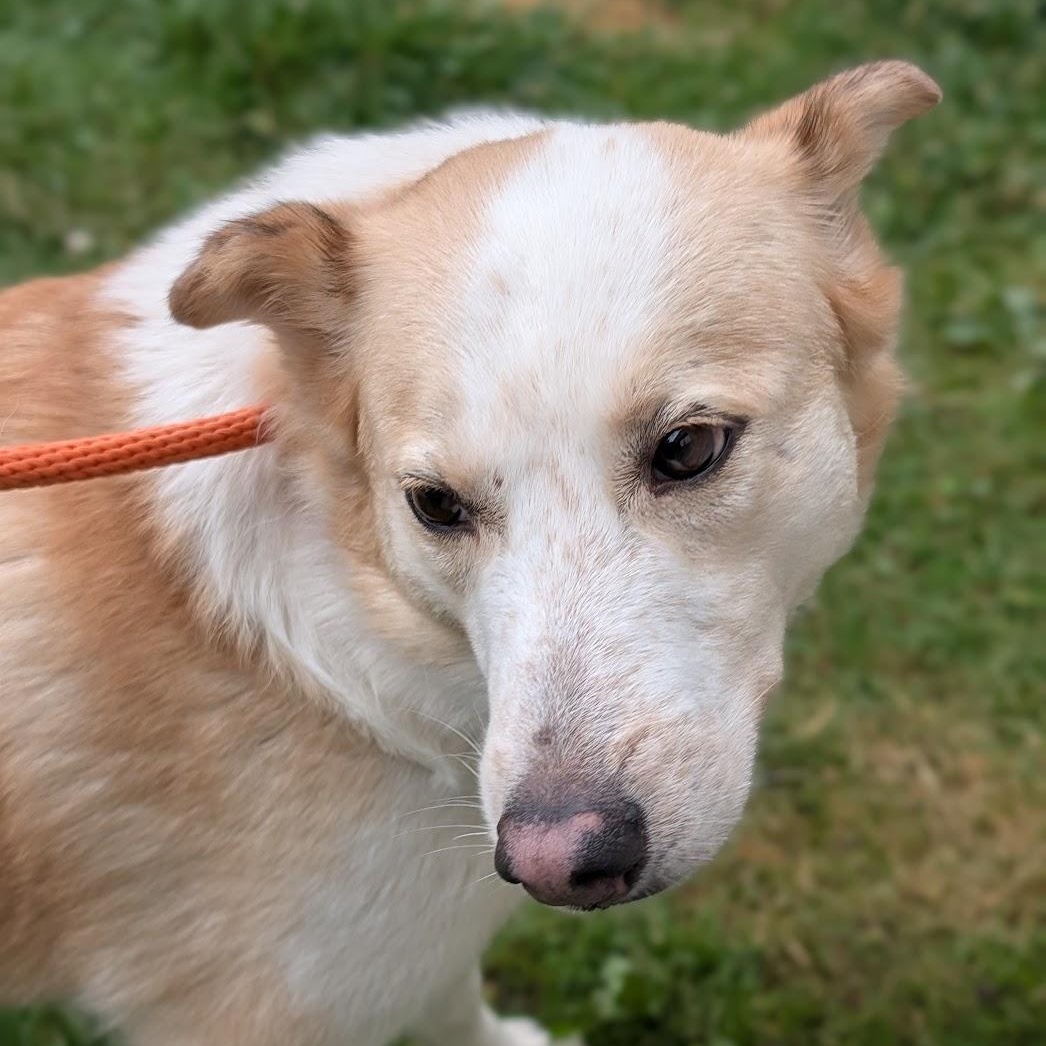 Enlarge Honey, a ADOPTABLE mixed breed in Alma, MI image 4/5