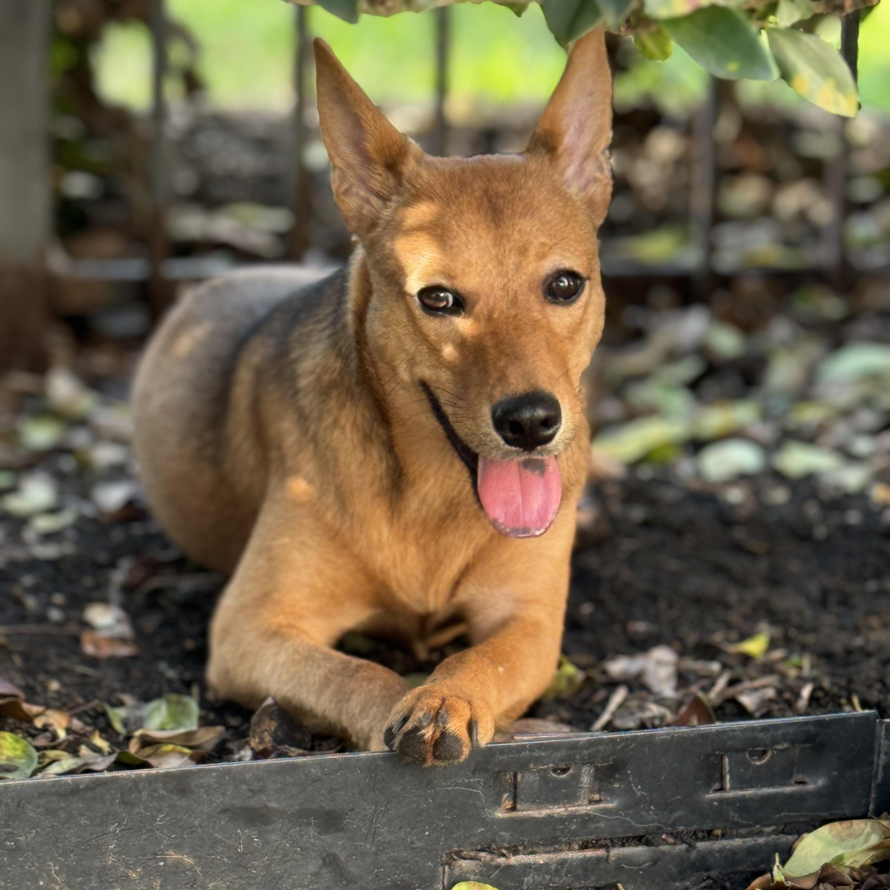 Shiloh, an adoptable Basenji, Shepherd in Snohomish, WA, 98296 | Photo Image 2