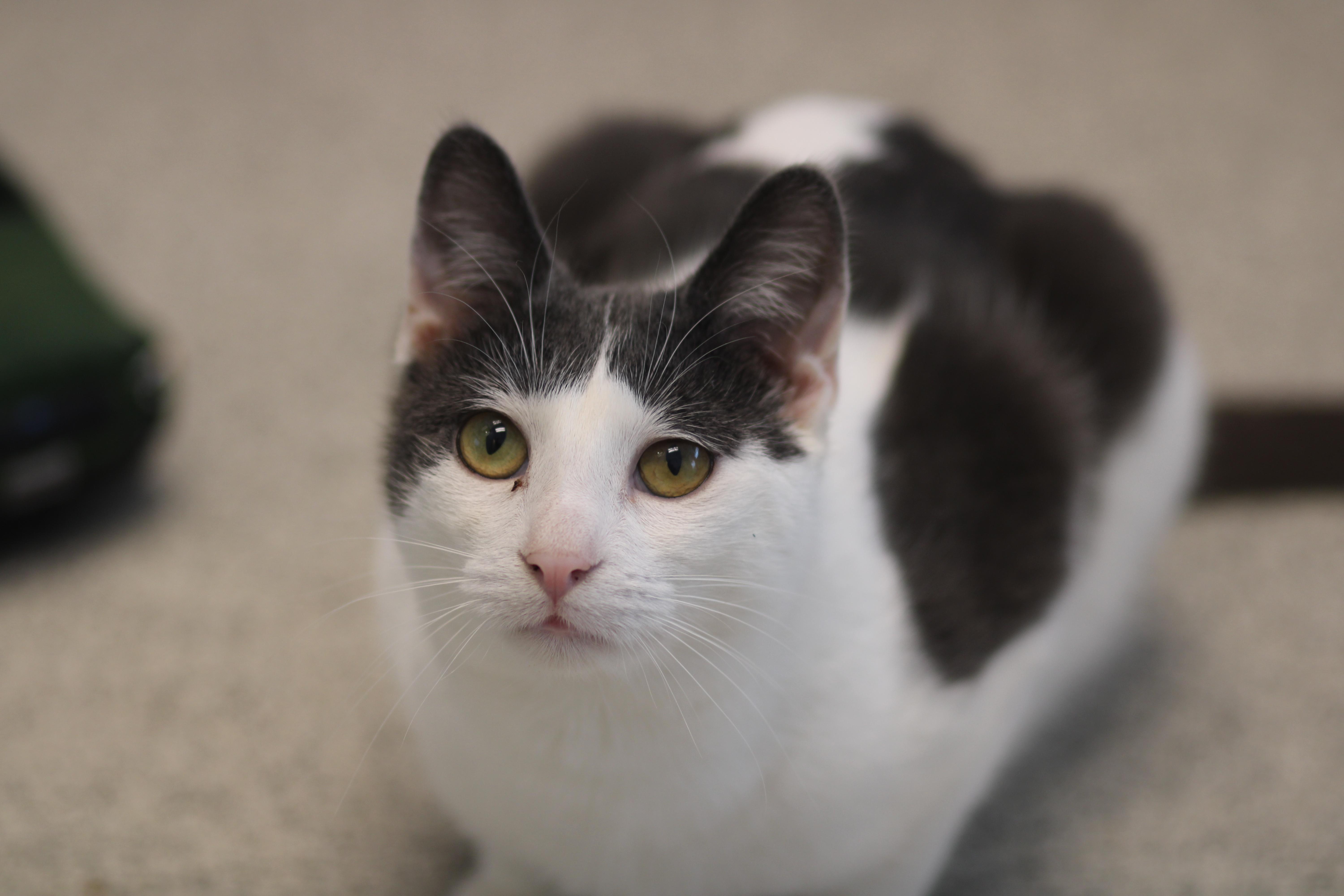 Enlarge Silt, a ADOPTABLE Domestic Short Hair in Cooperstown, NY image 1/2