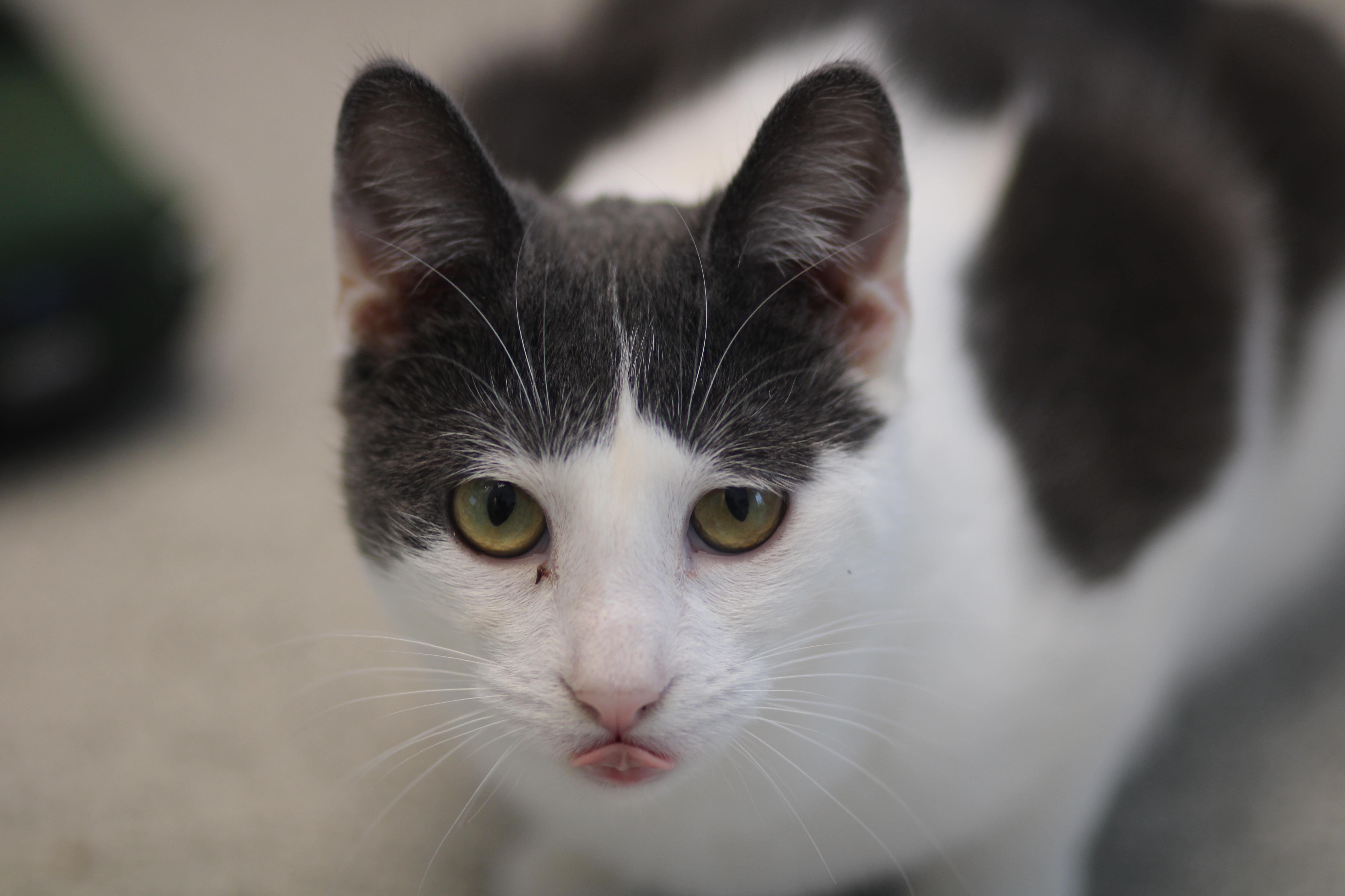 Enlarge Silt, a ADOPTABLE Domestic Short Hair in Cooperstown, NY image 2/2