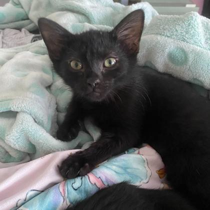 Mermaid Man, Adoptable, Young Male Domestic Short Hair & Domestic Short Hair.