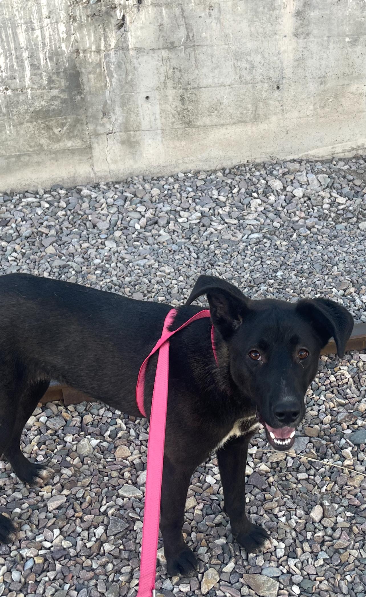 Daphne, a Adoptable mixed breed in Pocatello, ID image 3/6