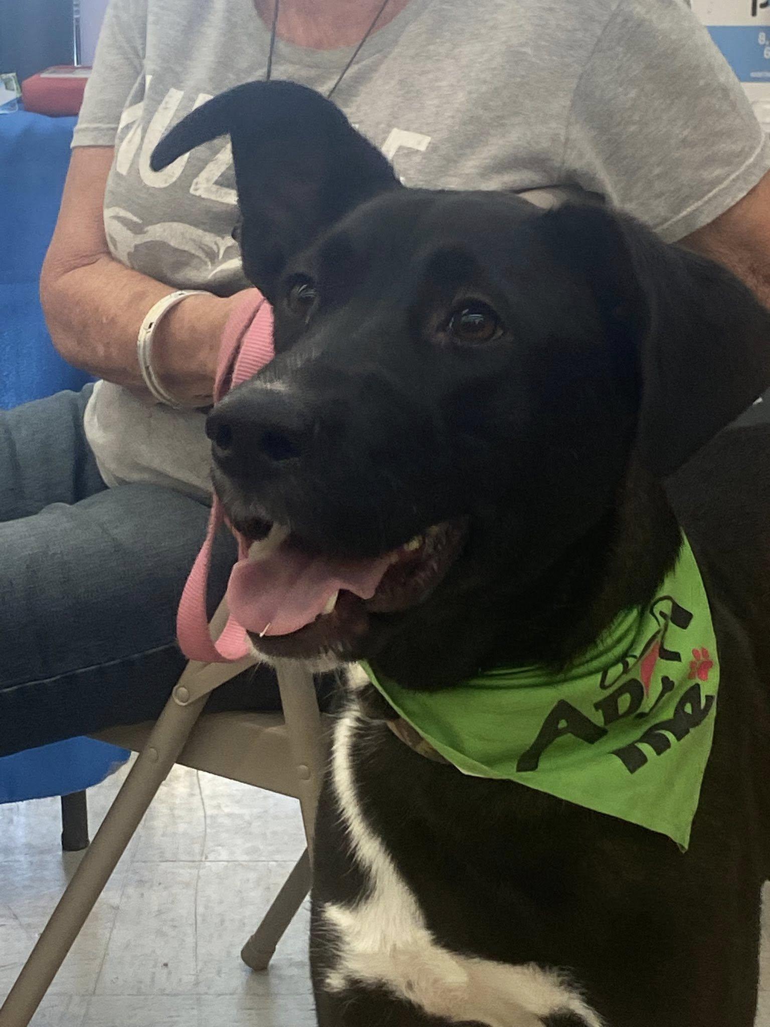 Daphne, Adoptable, Young Female Coonhound & Australian Cattle Dog / Blue Heeler.