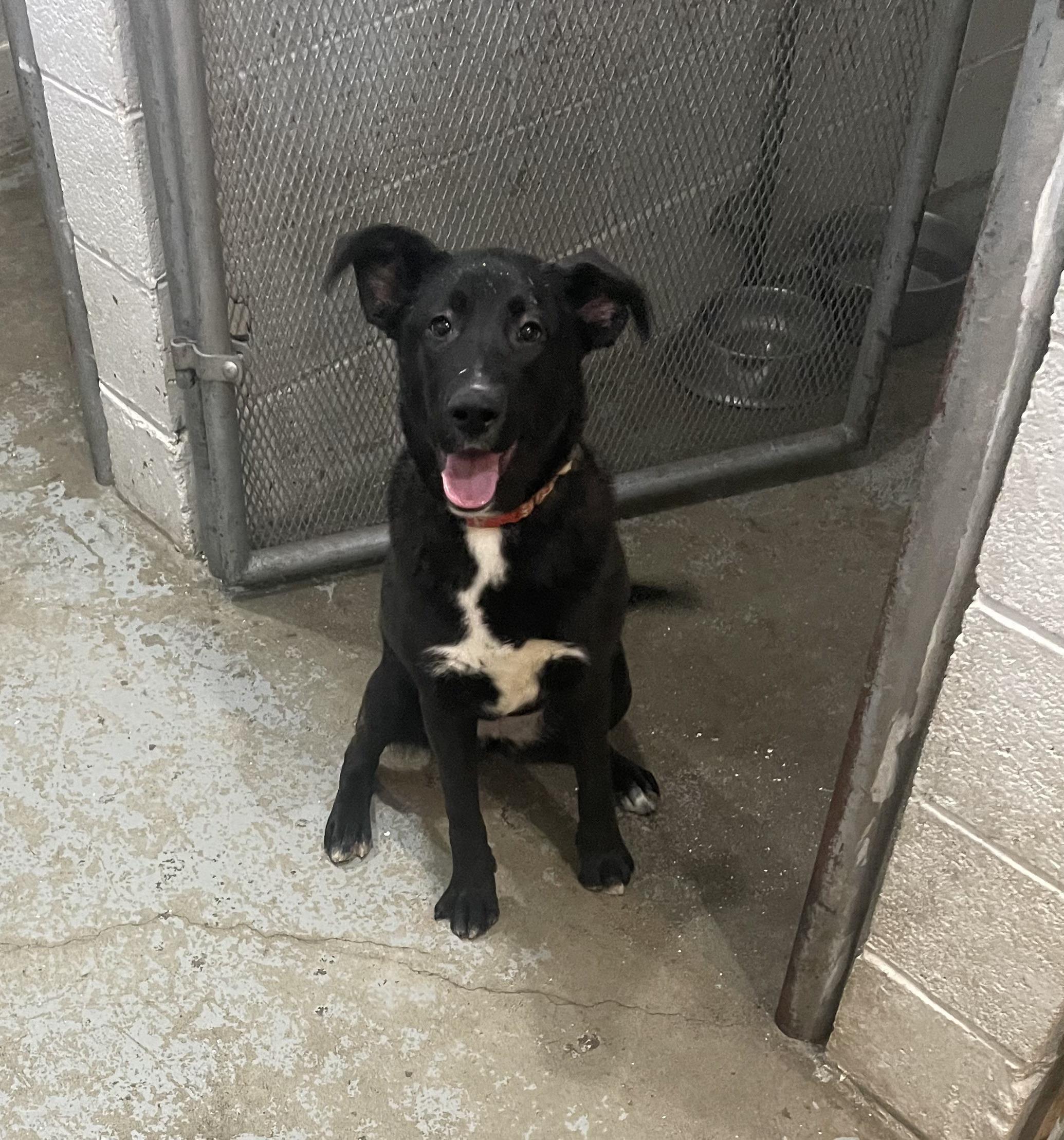 Daphne, a Adoptable mixed breed in Pocatello, ID image 6/6