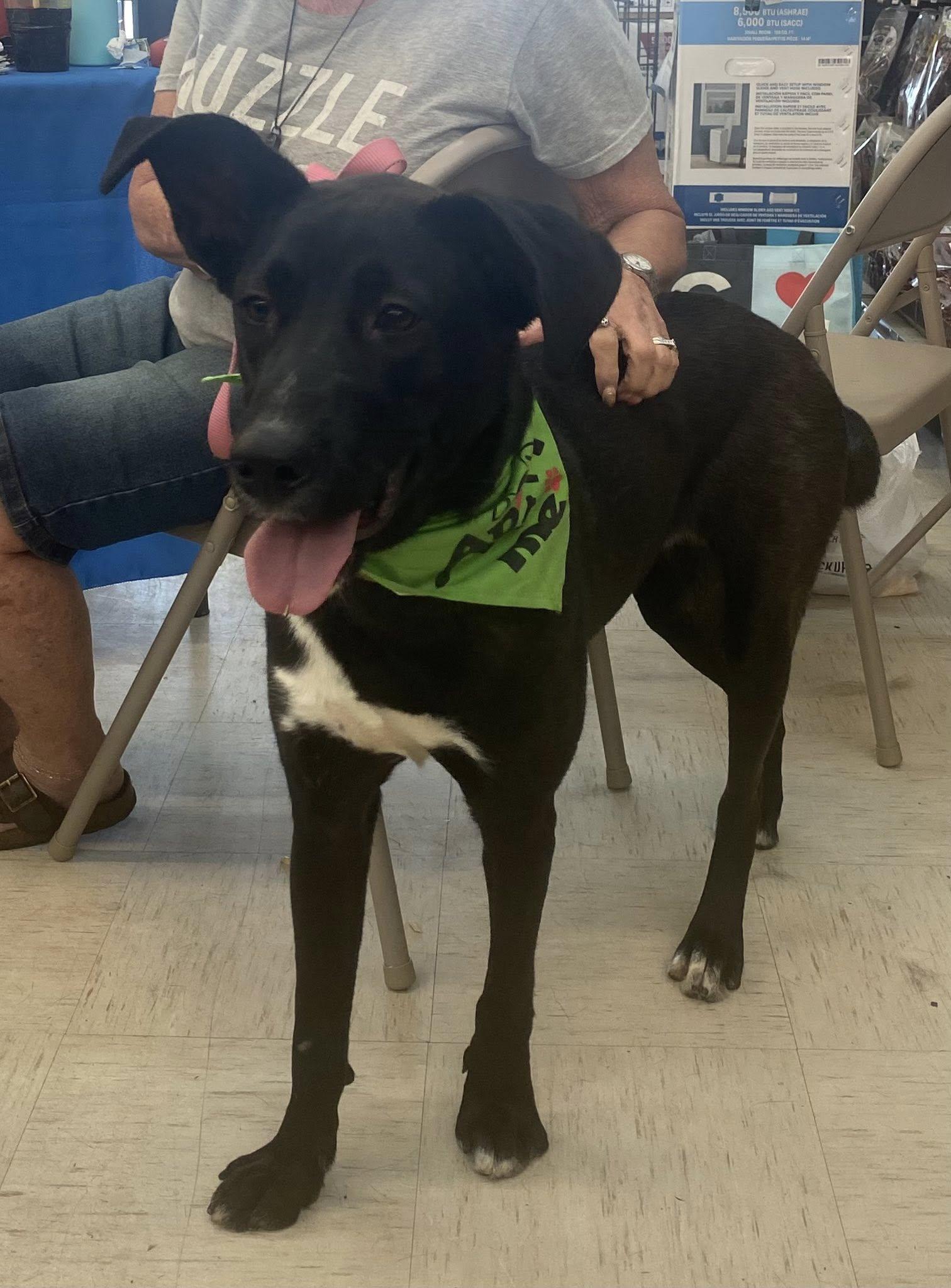 Daphne, an adoptable Coonhound, Australian Cattle Dog / Blue Heeler in Pocatello, ID, 83201 | Photo Image 2