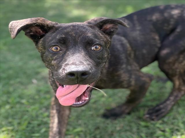 MAXIMUS, Adoptable, Young Male Labrador Retriever & Pit Bull Terrier.
