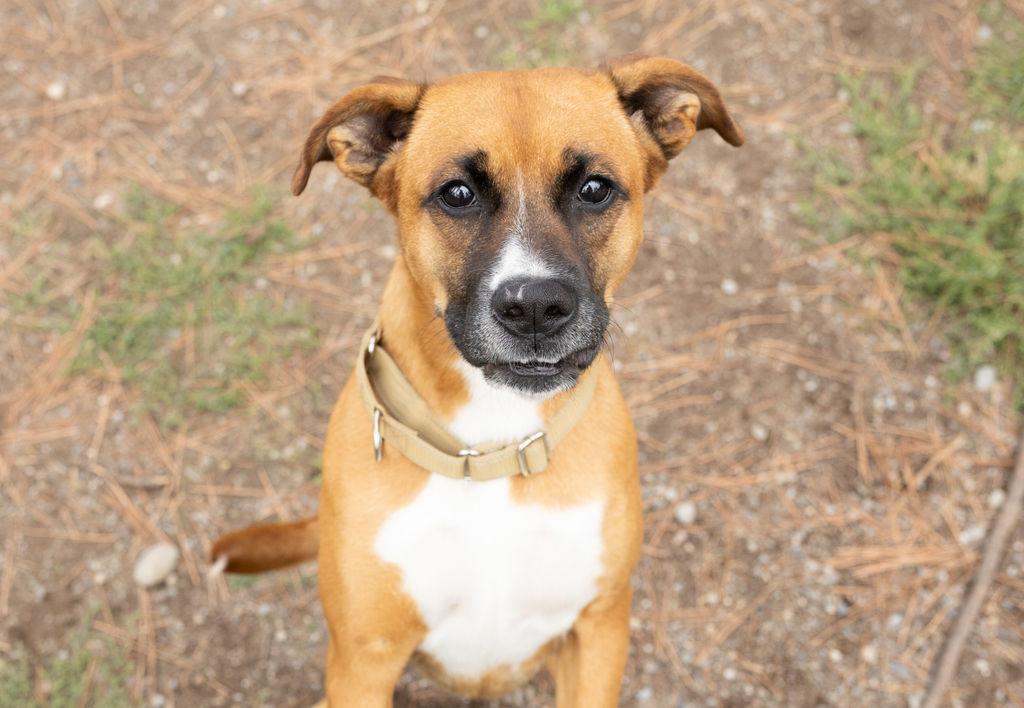 Enlarge Littles, a Adoptable mixed breed in Libby, MT image 2/2