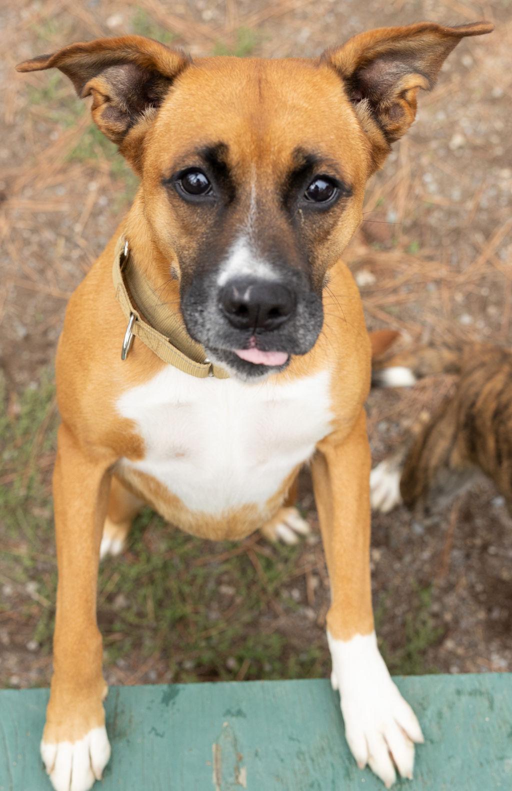 Enlarge Littles, a Adoptable mixed breed in Libby, MT image 1/2