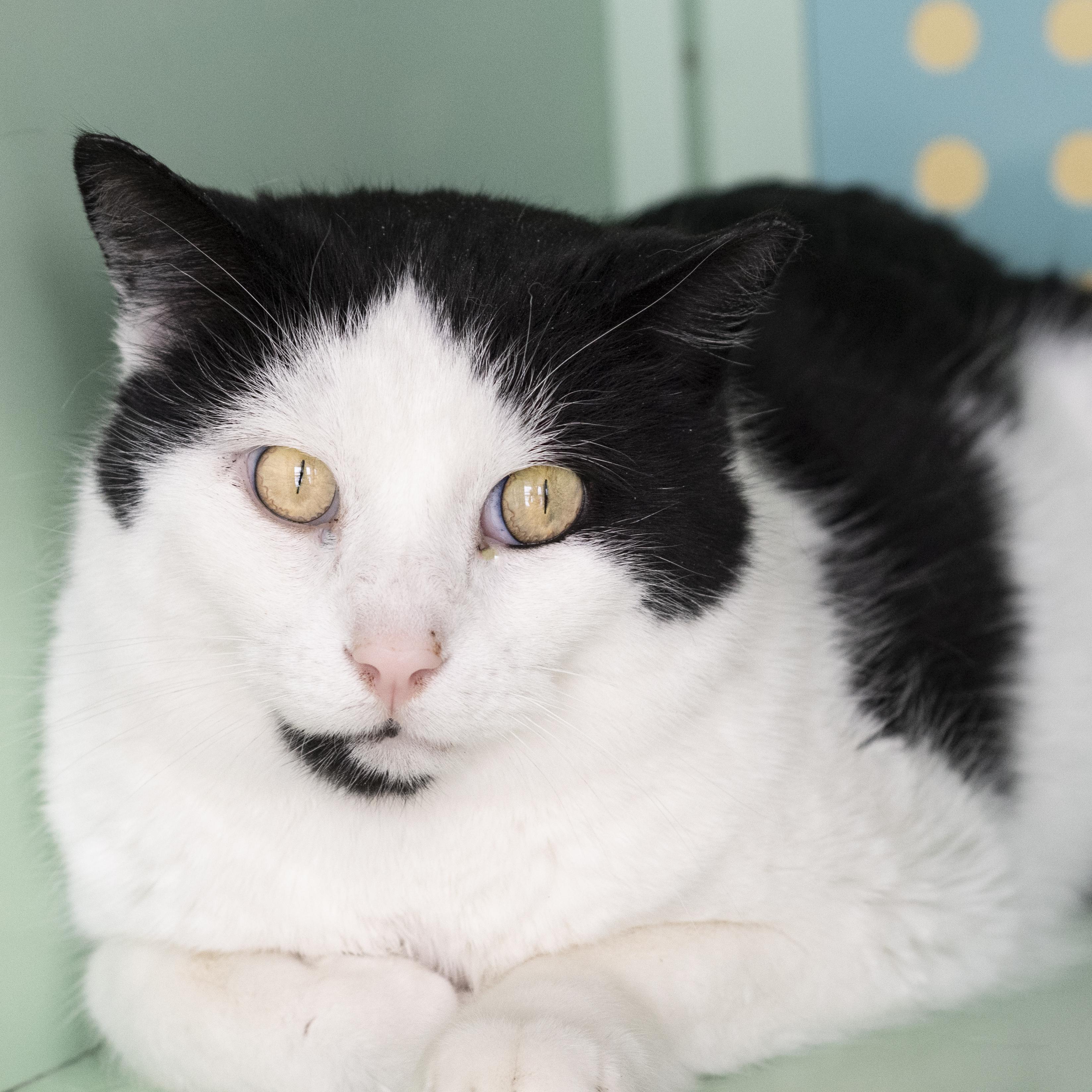 Panda, ADOPTABLE, Adult Male Domestic Short Hair.