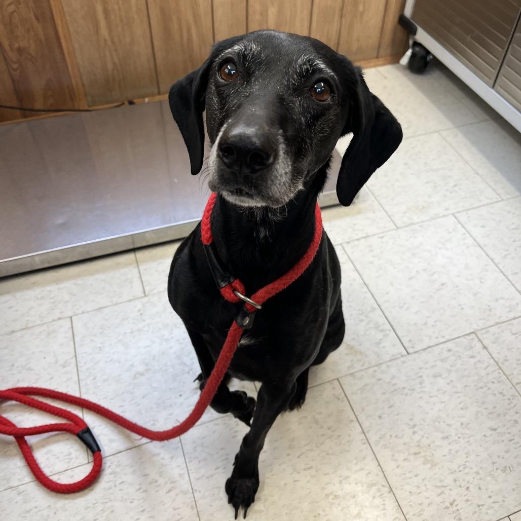 Enlarge Pecan Pie, a Adoptable Mixed Breed in Enfield, NH image 1/2