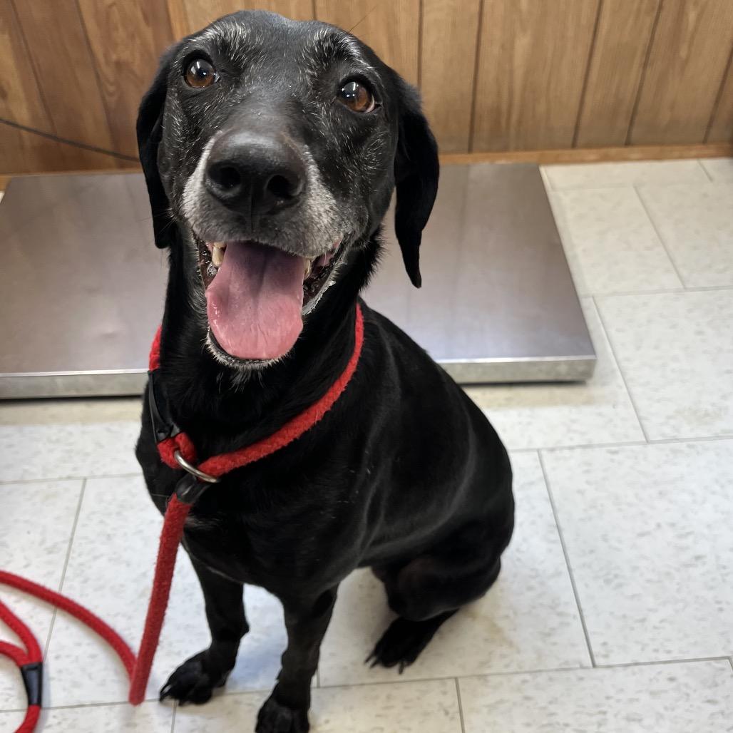 Enlarge Pecan Pie, a Adoptable Mixed Breed in Enfield, NH image 2/2