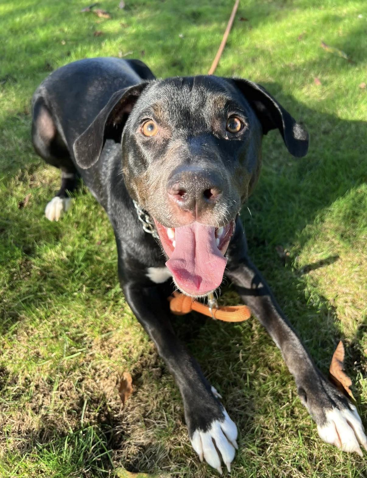Enlarge Willie lowest fee, a Adoptable mixed breed in Warwick, RI image 3/6