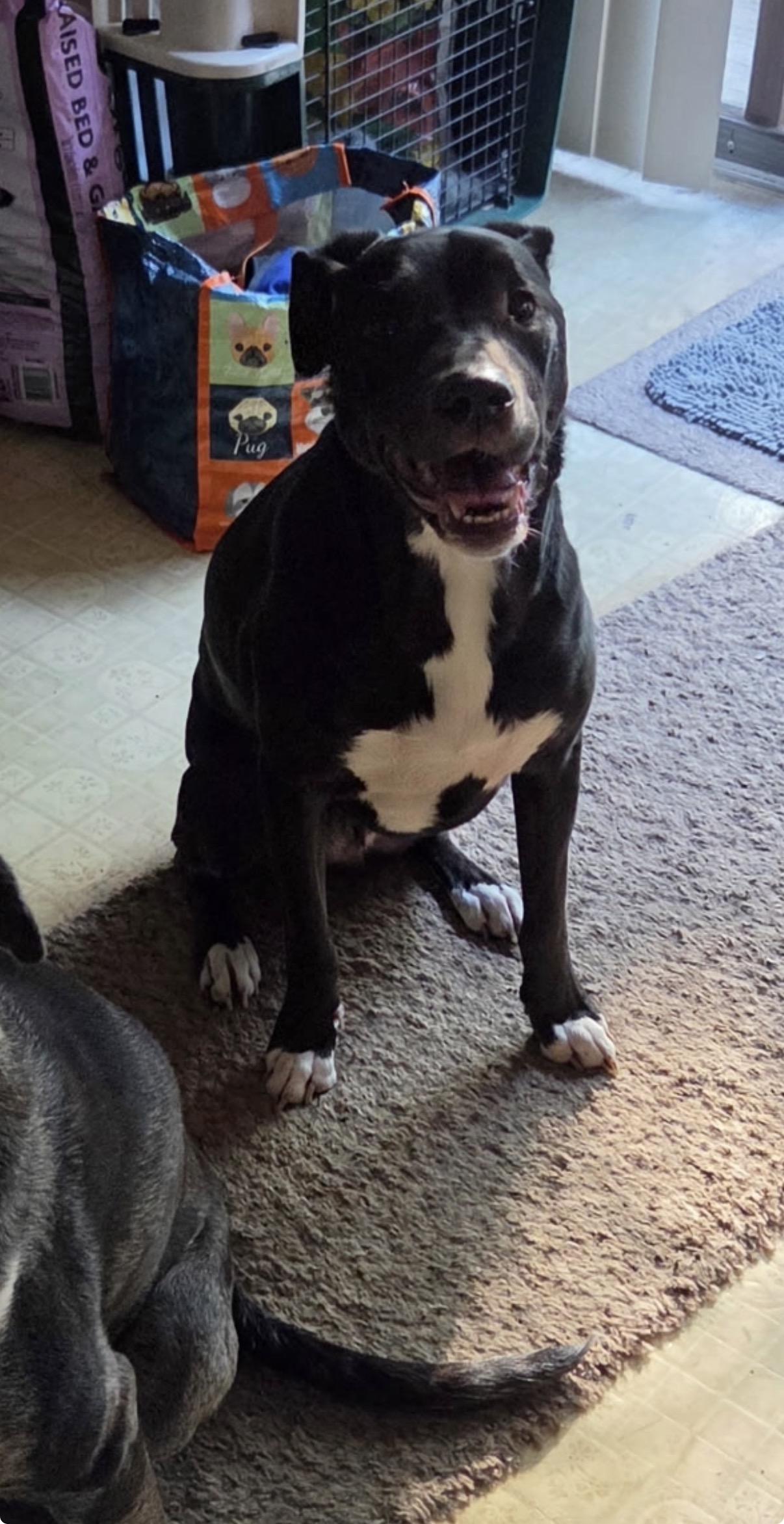 Enlarge Willie lowest fee, a Adoptable mixed breed in Warwick, RI image 5/6