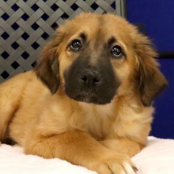 Mixxy, Adoptable, Puppy Female Shepherd.