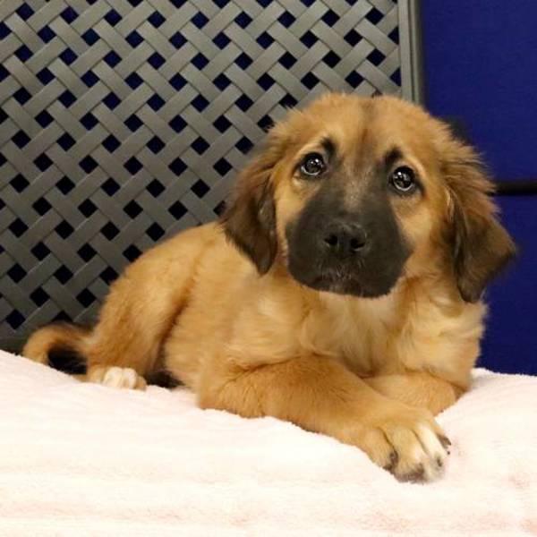 Enlarge Mixxy, a Adoptable mixed breed in Midland, TX image 2/2