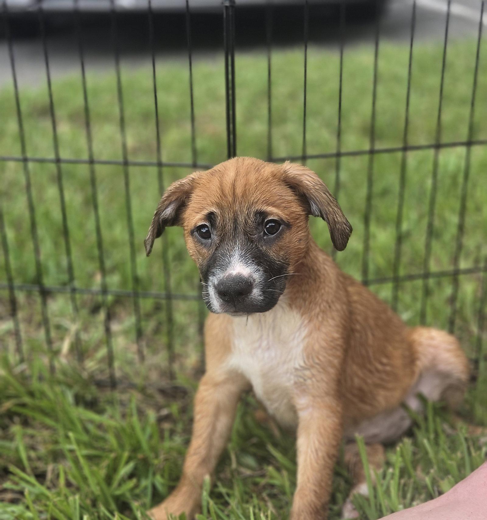 Layla, Adopted, Puppy Female Labrador Retriever.