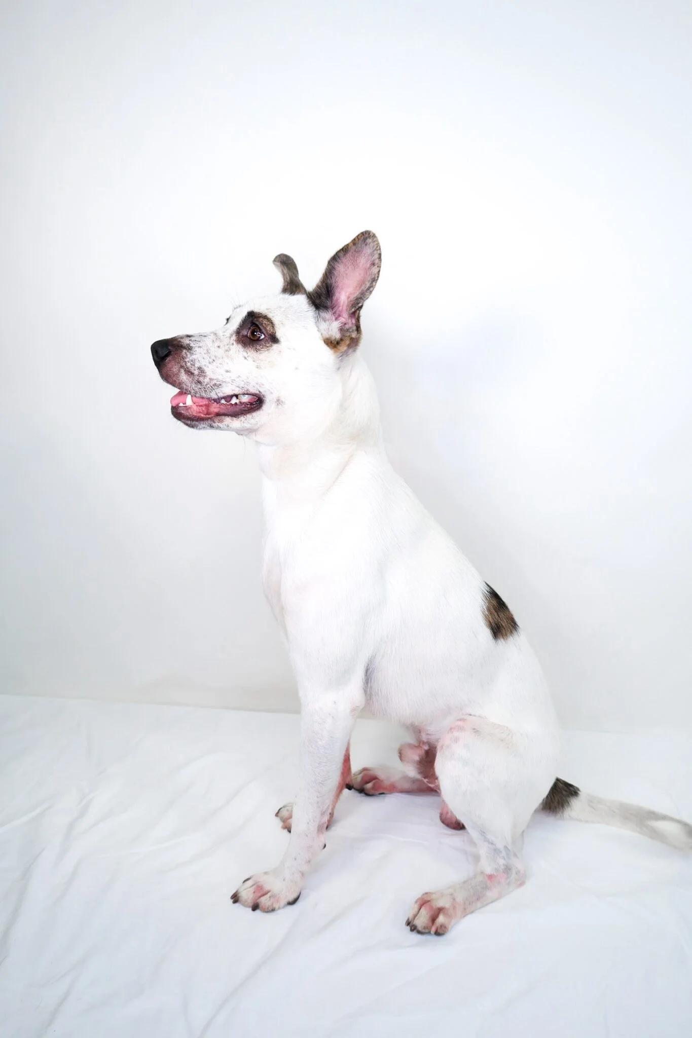 Enlarge Patch, a ADOPTABLE mixed breed in Bixby, OK image 6/6