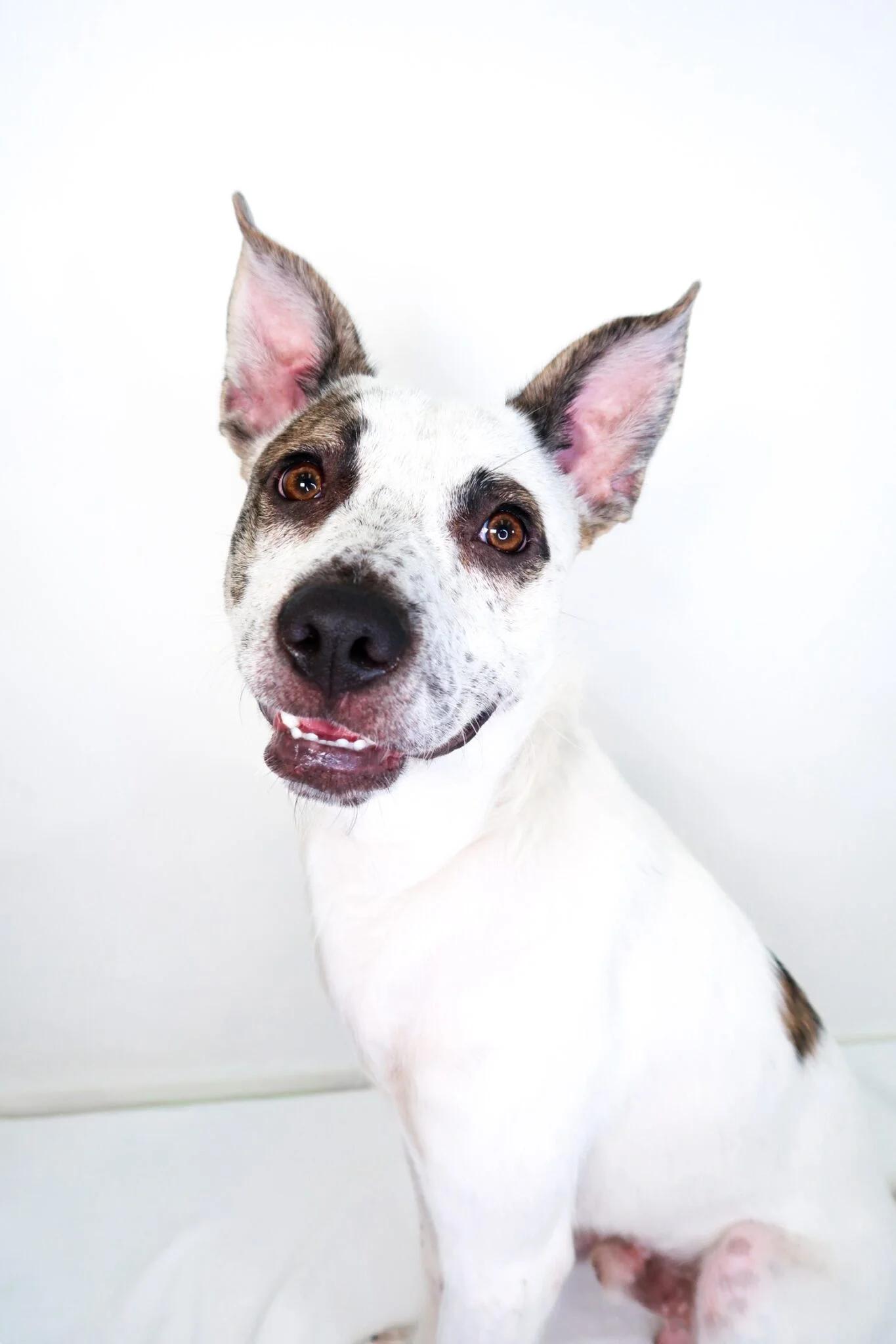 Enlarge Patch, a ADOPTABLE mixed breed in Bixby, OK image 1/6
