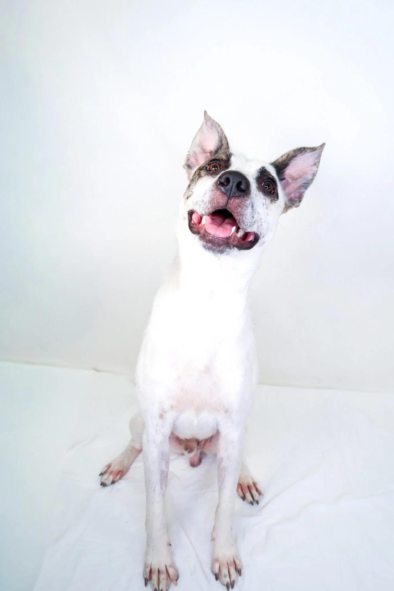 Enlarge Patch, a ADOPTABLE mixed breed in Bixby, OK image 2/6