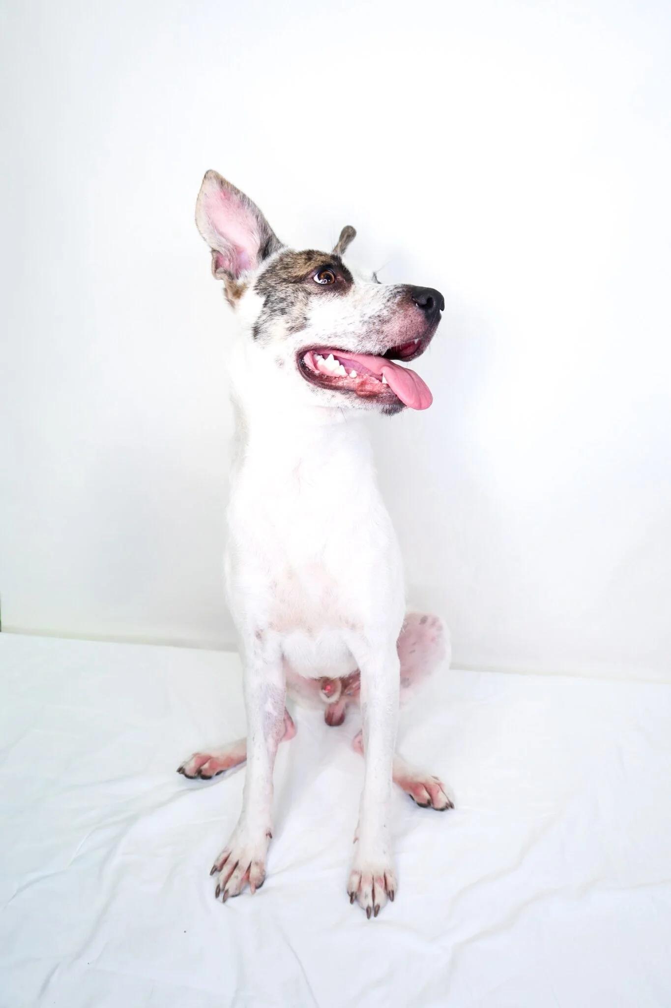 Enlarge Patch, a ADOPTABLE mixed breed in Bixby, OK image 5/6