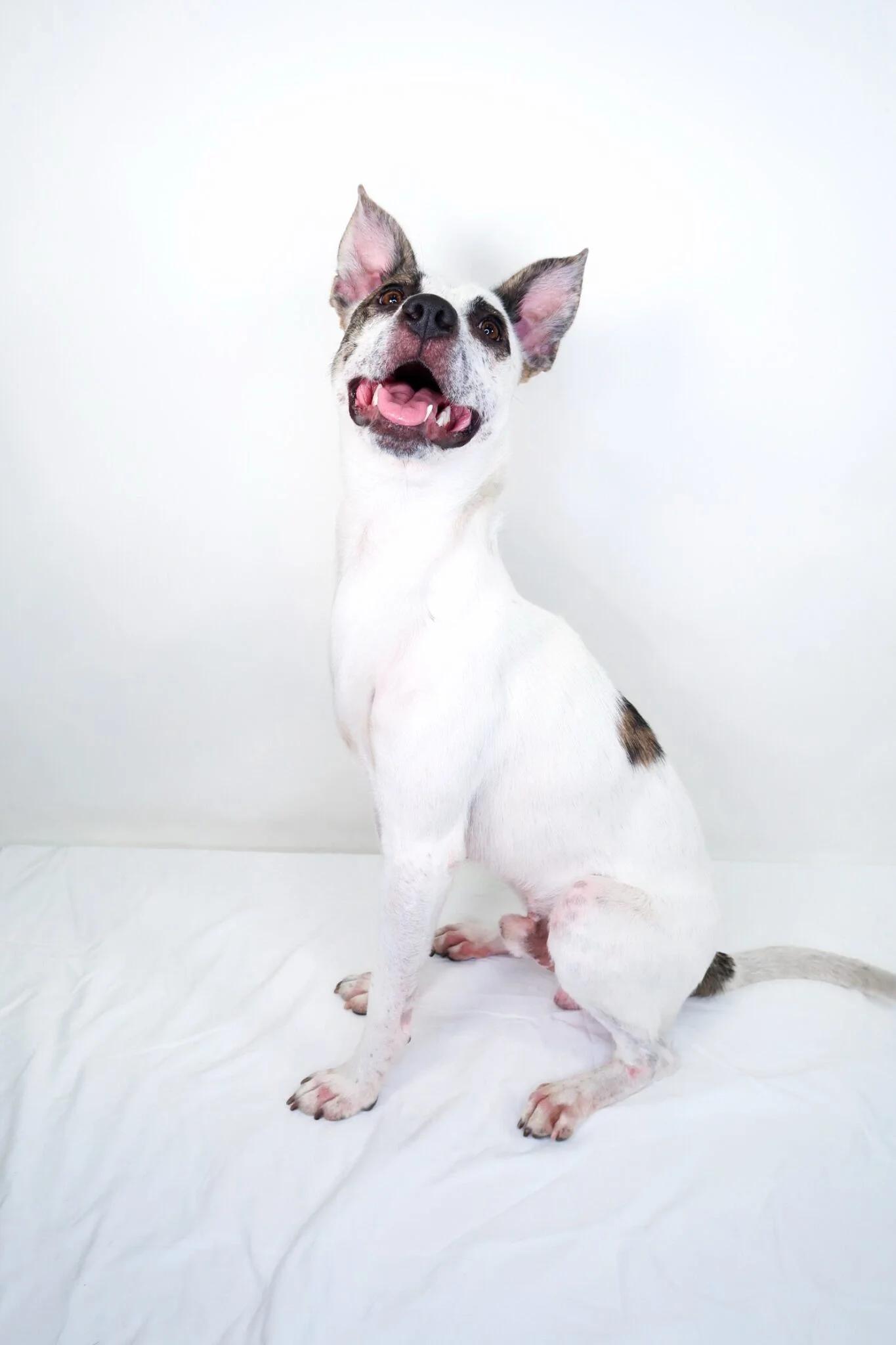 Enlarge Patch, a ADOPTABLE mixed breed in Bixby, OK image 4/6